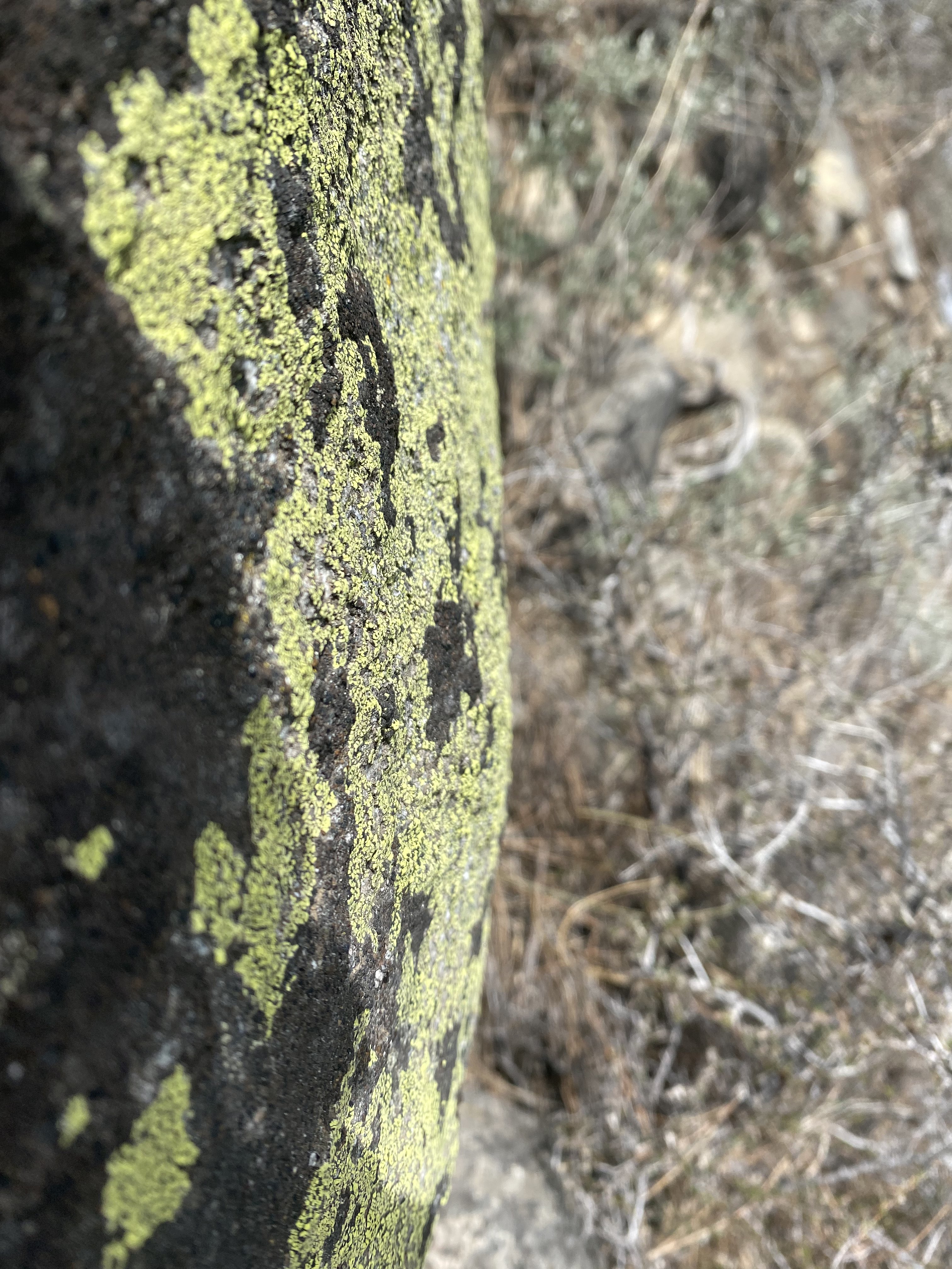 Moss Rock